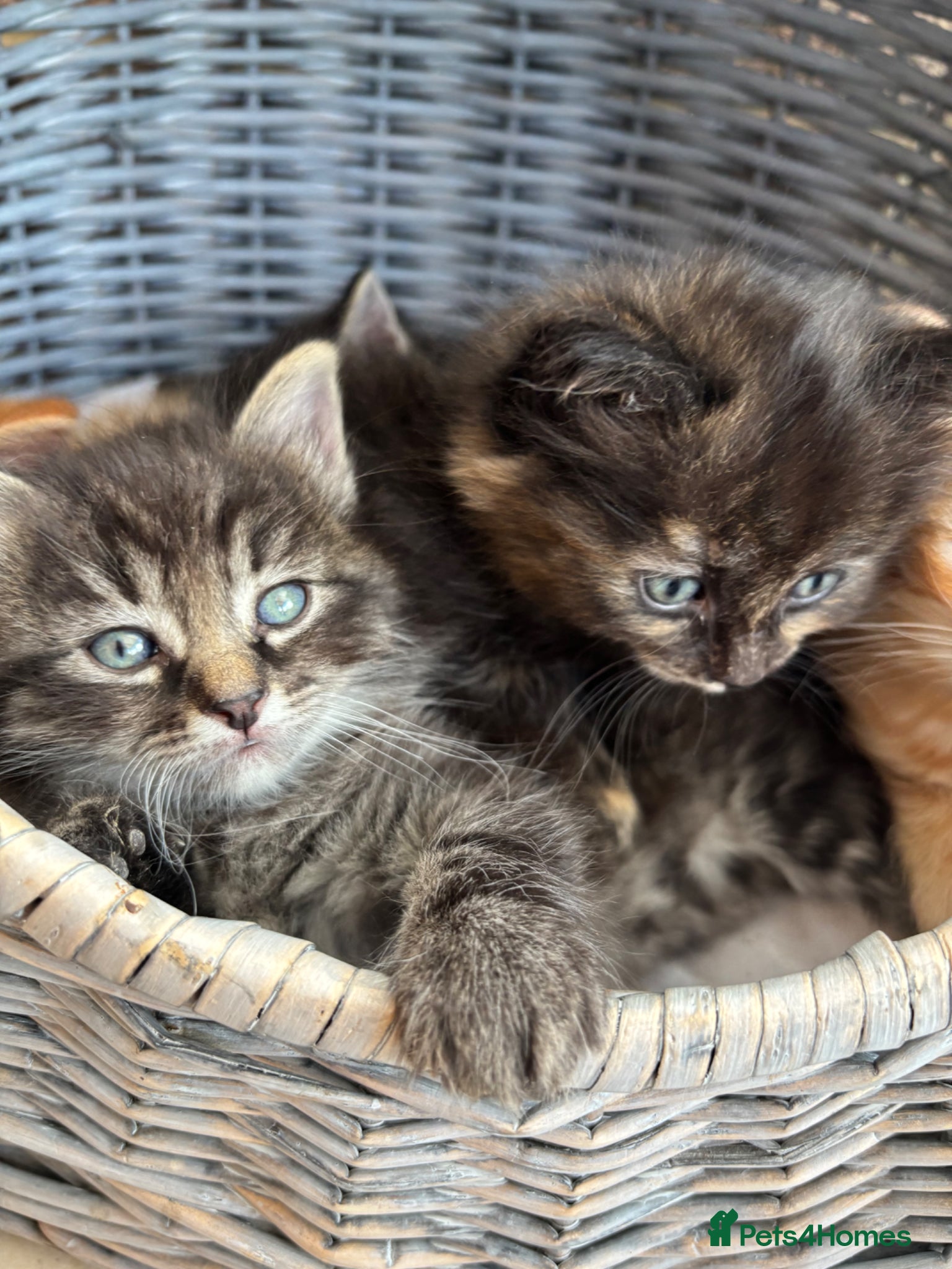 Mixed Breed cats Ragdoll x kittens  - Advert 20
