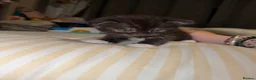 Mixed Breed cats for sale: RARE Gorgeous ScottishFold&British ShortHair  - Advert 11
