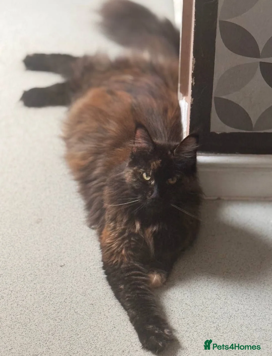 Maine Coon cats for sale: Purebred Maine Coon kittens - Advert 20