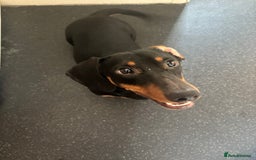 Dachshund dogs for stud: Handsome Frank Black & Tan Daschund for Stud  - Image 3