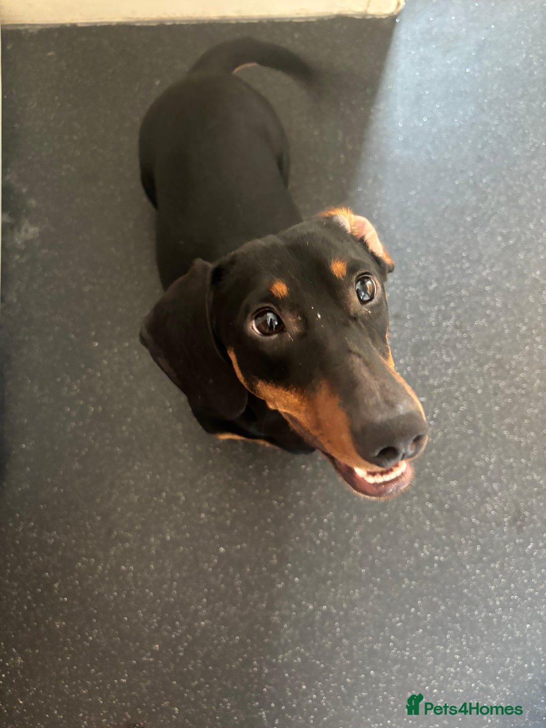 Dachshund dogs for stud: Handsome Frank Black & Tan Daschund for Stud  - Image 3