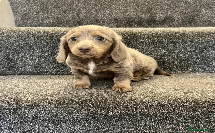 Miniature Dachshund dogs - Advert 4