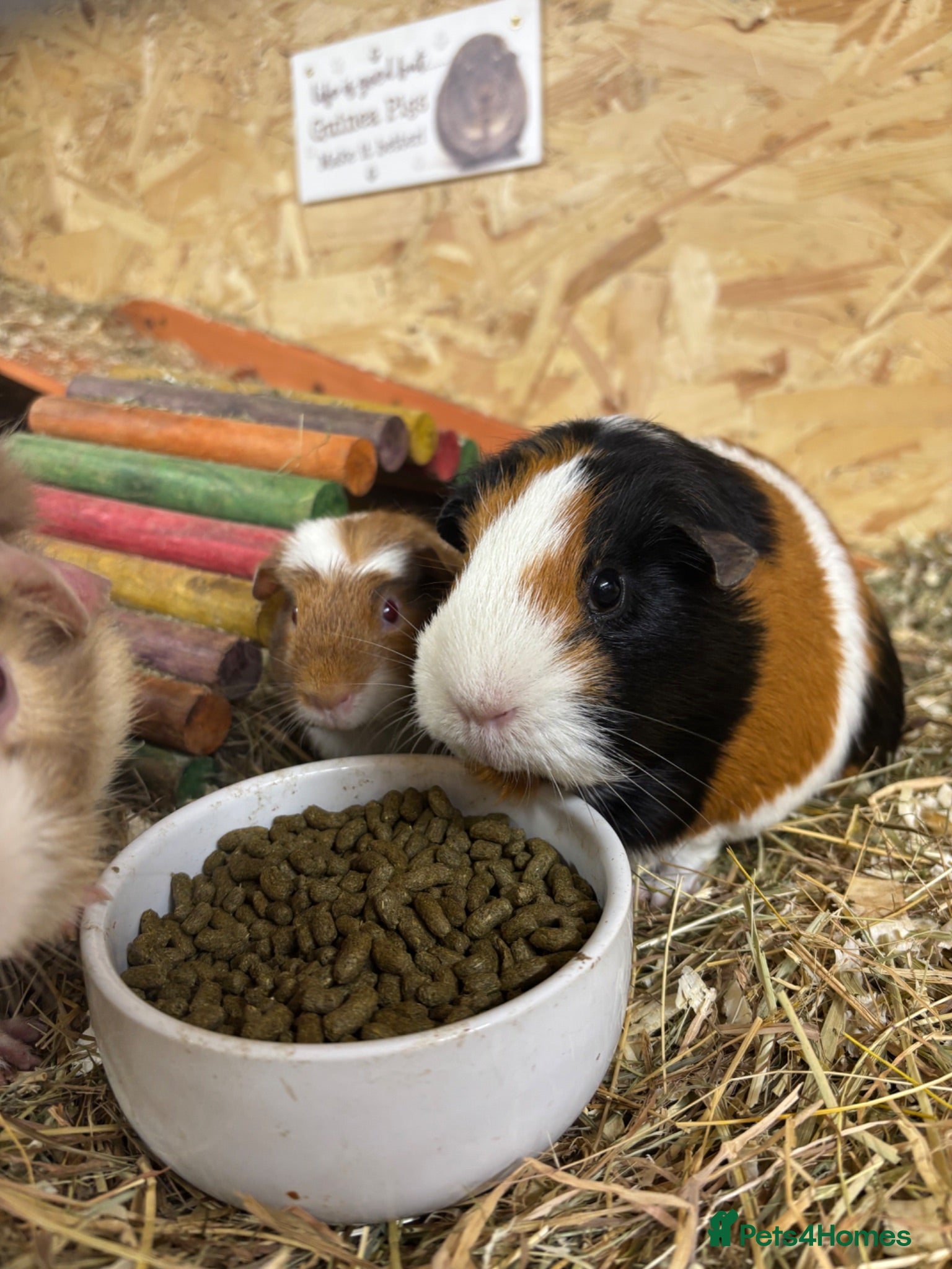 Guinea Pig rodents Female piggies - Advert 1