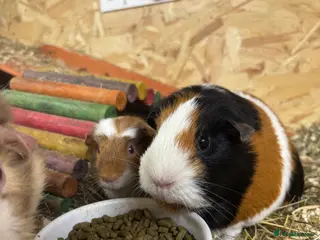Guinea Pig rodents Neutered male and female - Advert 10