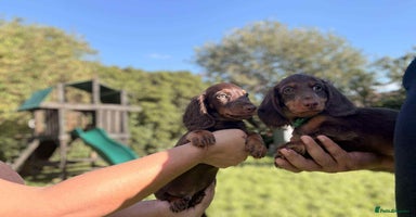 Miniature Dachshund dogs - Advert 2