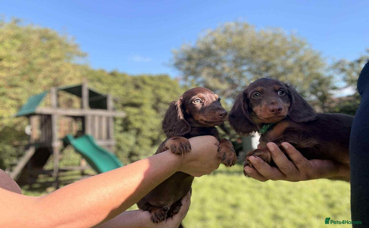Miniature Dachshund dogs - Advert 10