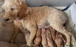 Cockapoo dogs for sale: F2 cockapoos for sale - Image 1