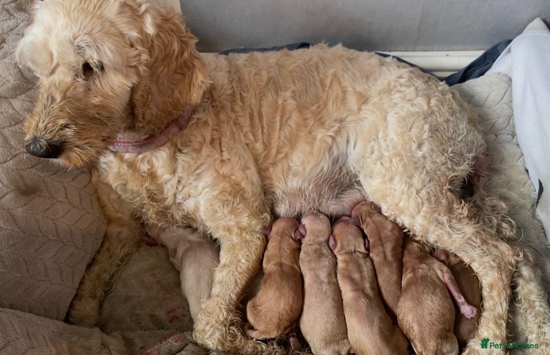 Cockapoo dogs for sale: F2 cockapoos for sale - Image 1