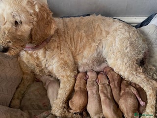 Cockapoo dogs - Advert 26