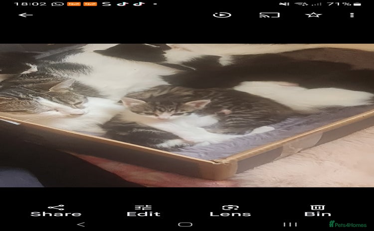 Mixed Breed cats - Advert 2