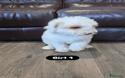 Cockapoo dogs for sale: Adorable Cockapoo pups 🦴🐾 - Image 12