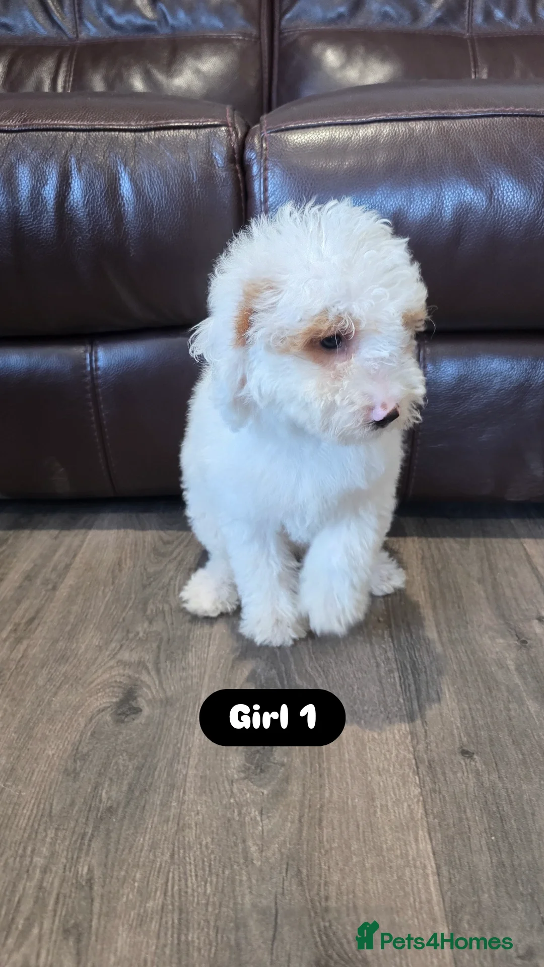 Cockapoo dogs for sale: Adorable Cockapoo pups 🦴🐾 - Image 12