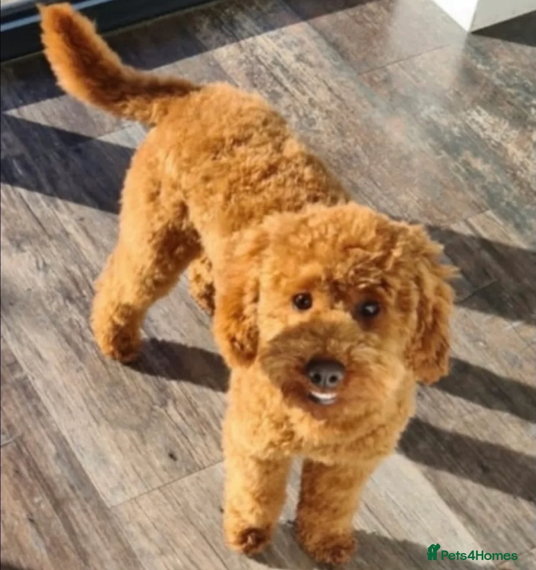 Cockapoo dogs for sale:  Stunning F1 DNA clear cockapoo puppies  - Advert 34