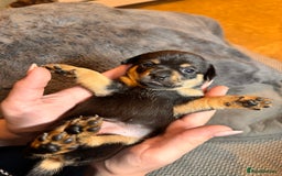 Mixed Breed dogs for sale: Miniature JackChi Puppy’s for sale.  - Image 17