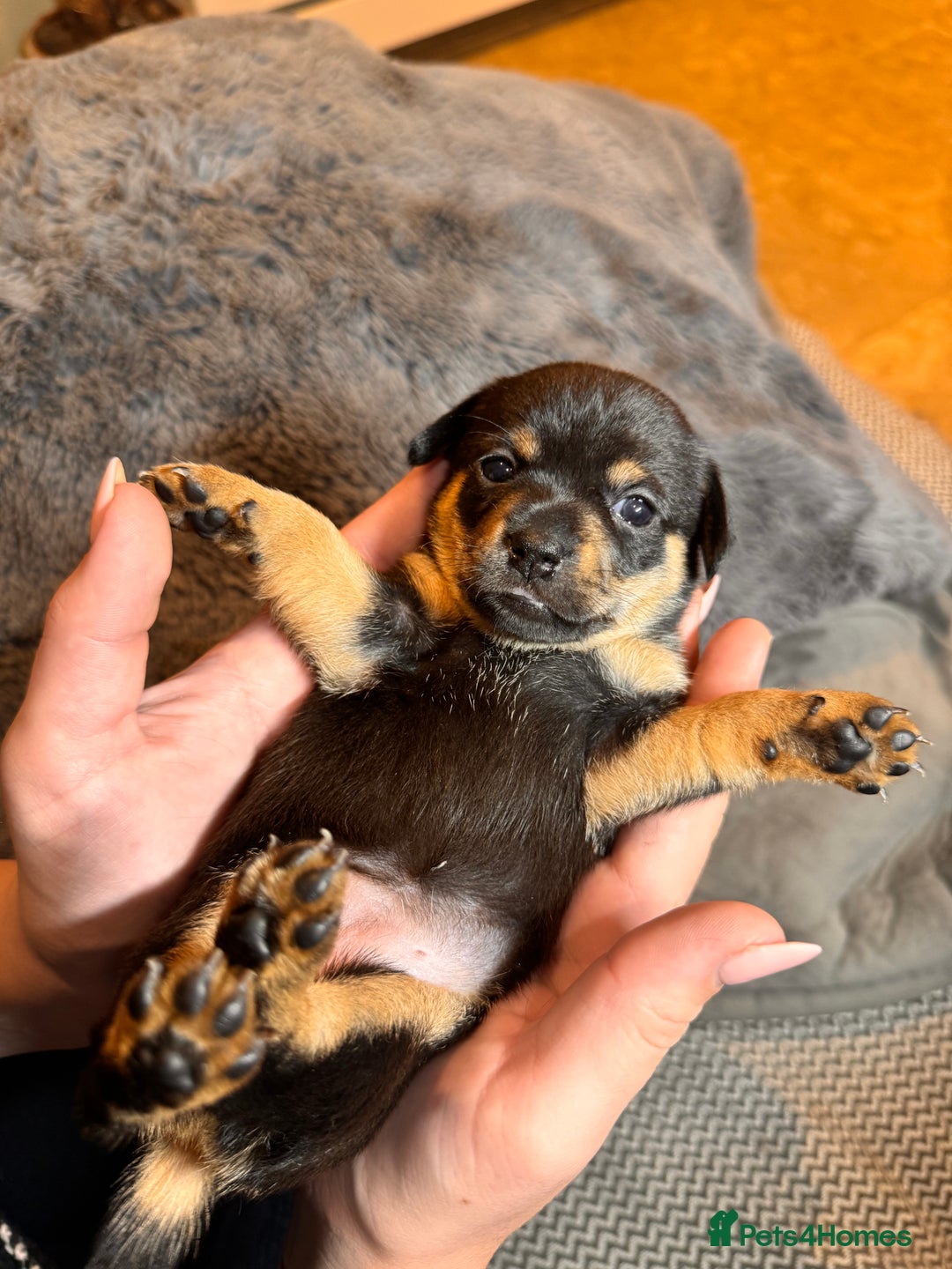 Mixed Breed dogs for sale: Miniature JackChi Puppy’s for sale.  - Image 17