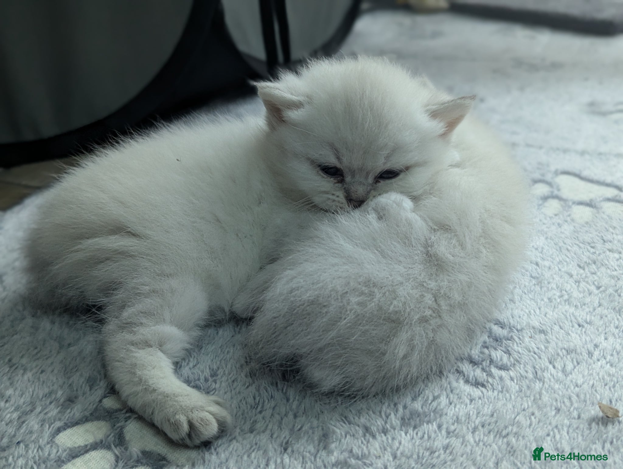 British Shorthair cats Beautiful British shorthair boys  - Advert 1