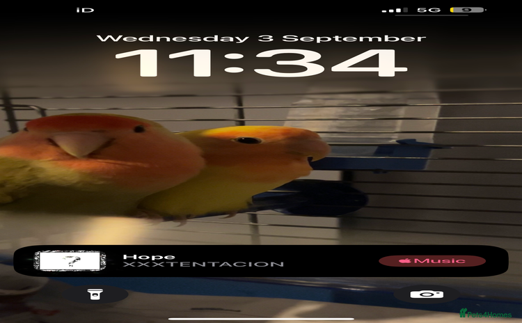 Lovebirds birds - Advert 1