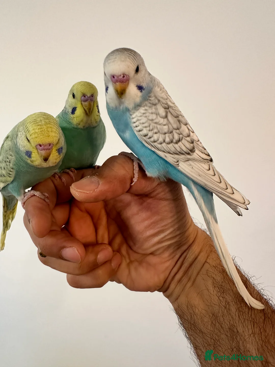 Budgerigars birds for sale: Baby Budgies Tamed/Semi Tamed - Advert 2