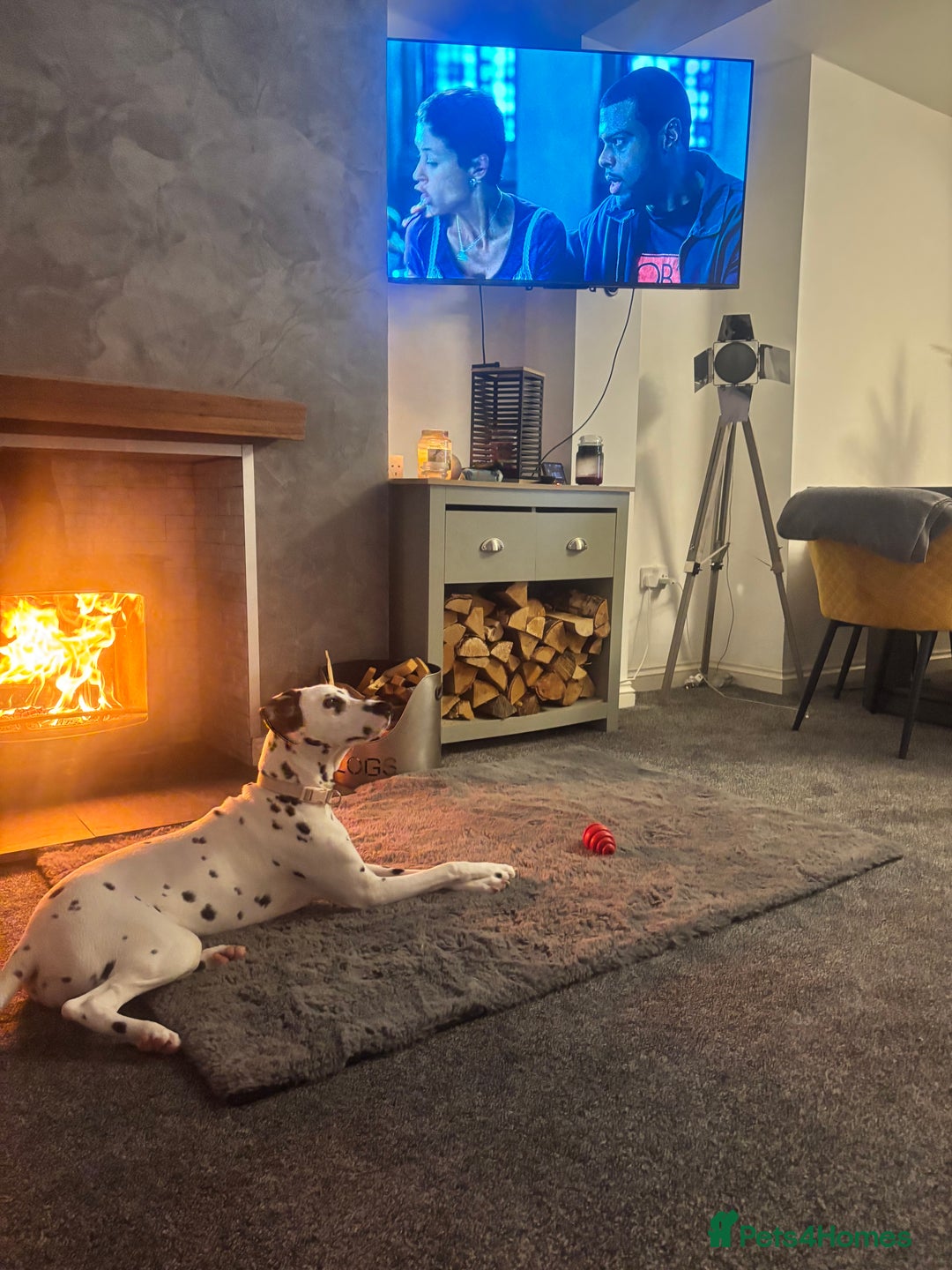 Dalmatian dogs for sale: Gorgeous Dalmatian girl  - Image 7