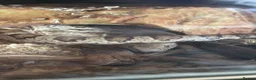 Corn Snake reptiles for sale: Corn Snake looking for a new home in Derby - Advert 3