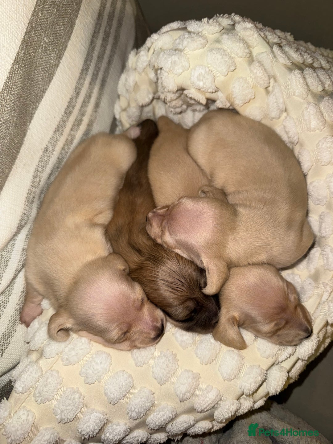 Dachshund dogs for sale: Stunning litter-cream miniature dachshund puppies - Advert 12