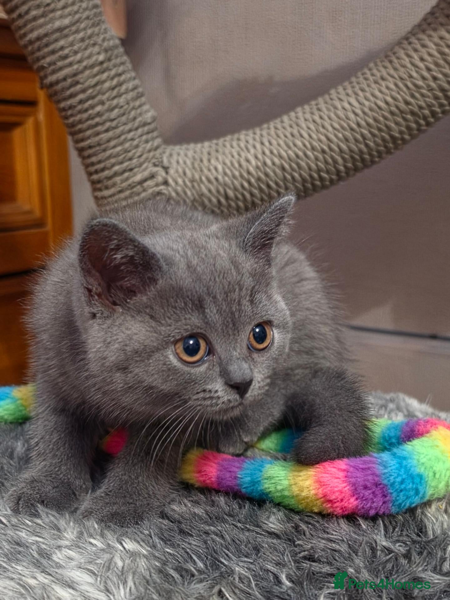 British Shorthair cats Gccf Active registered lilac/blue pedigree bsh  - Advert 1