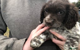 Cocker Spaniel dogs for sale: Fantastic litter of cocker spaniels - Image 7