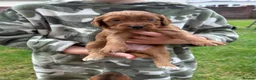 Cockapoo dogs for sale: F1 cockapoo - beautiful colours  - Advert 15
