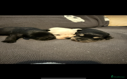 Miniature Schnauzer dogs for sale: Miniature schnauzer puppies  - Image 2