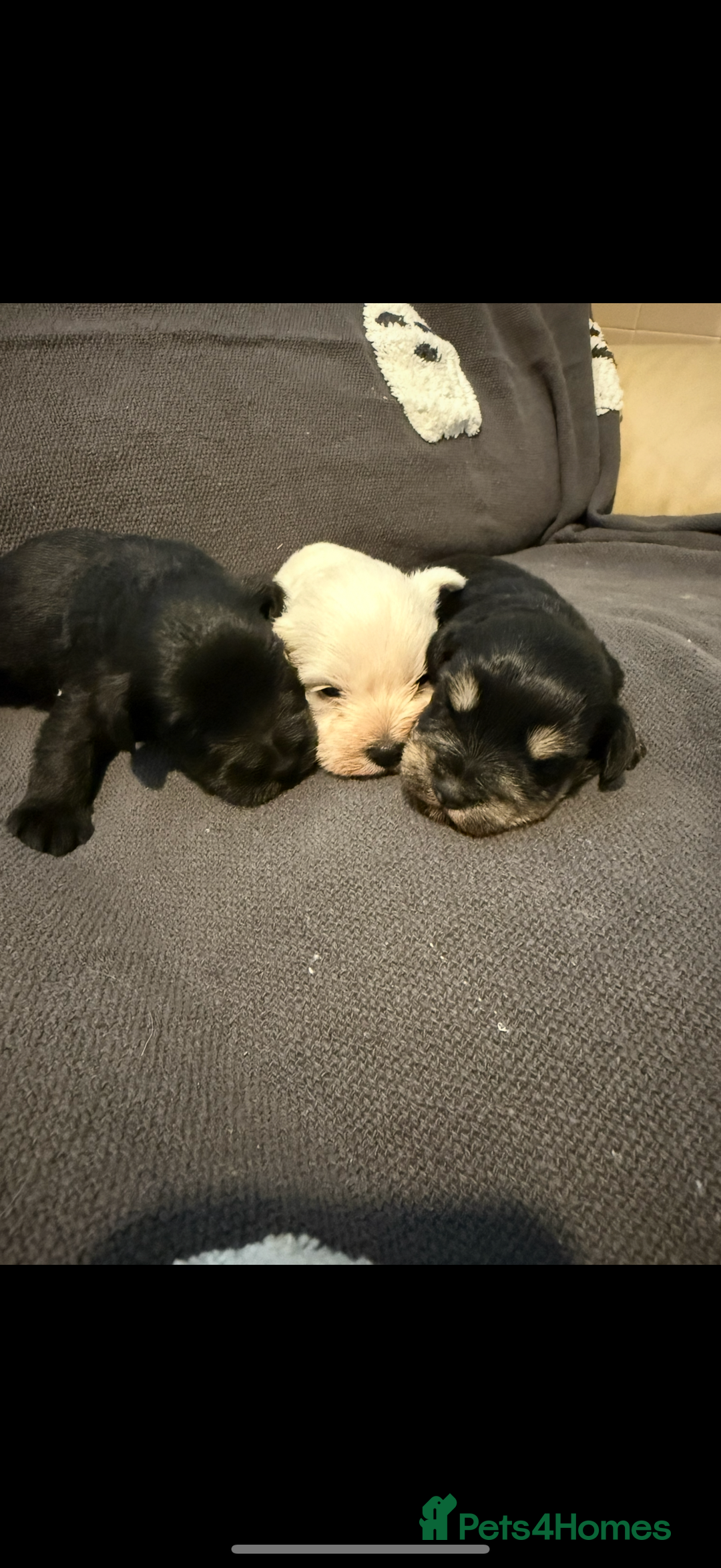 Miniature Schnauzer dogs for sale: Miniature schnauzer puppies  - Image 2