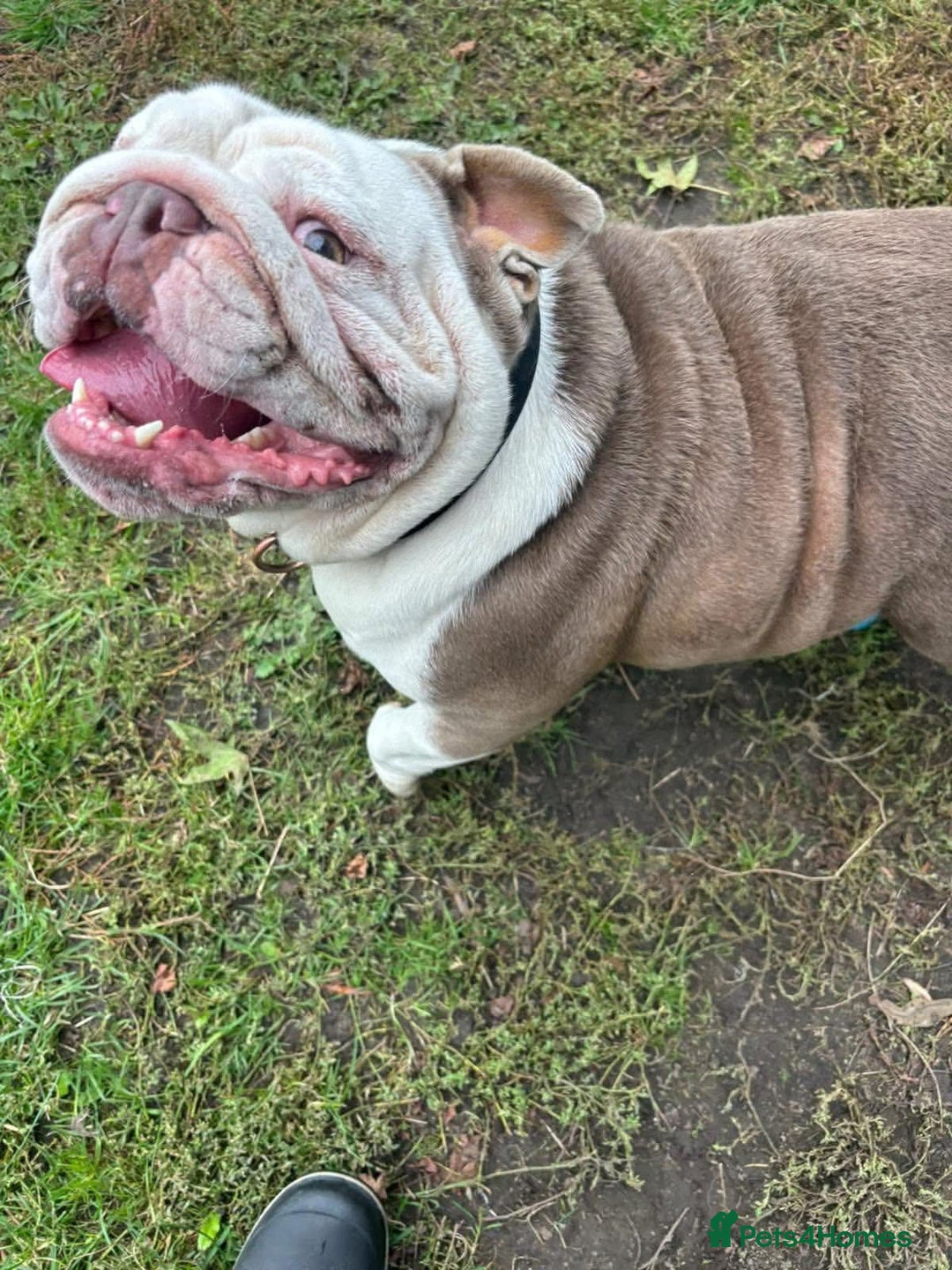 English Bulldog dogs for sale: Can anyone rehome our winnie ! - Image 4