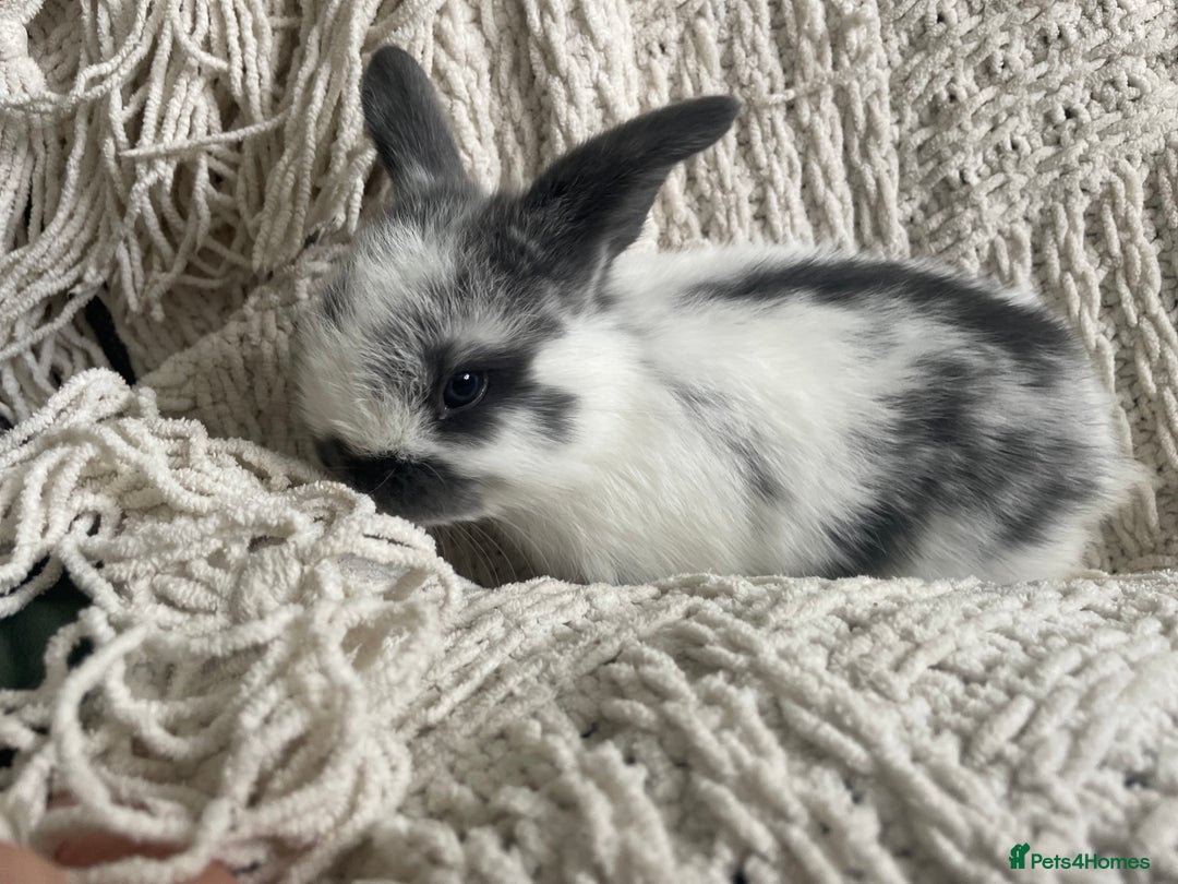 Mini Lop rabbits for sale: Mini lop babies available  - Image 21