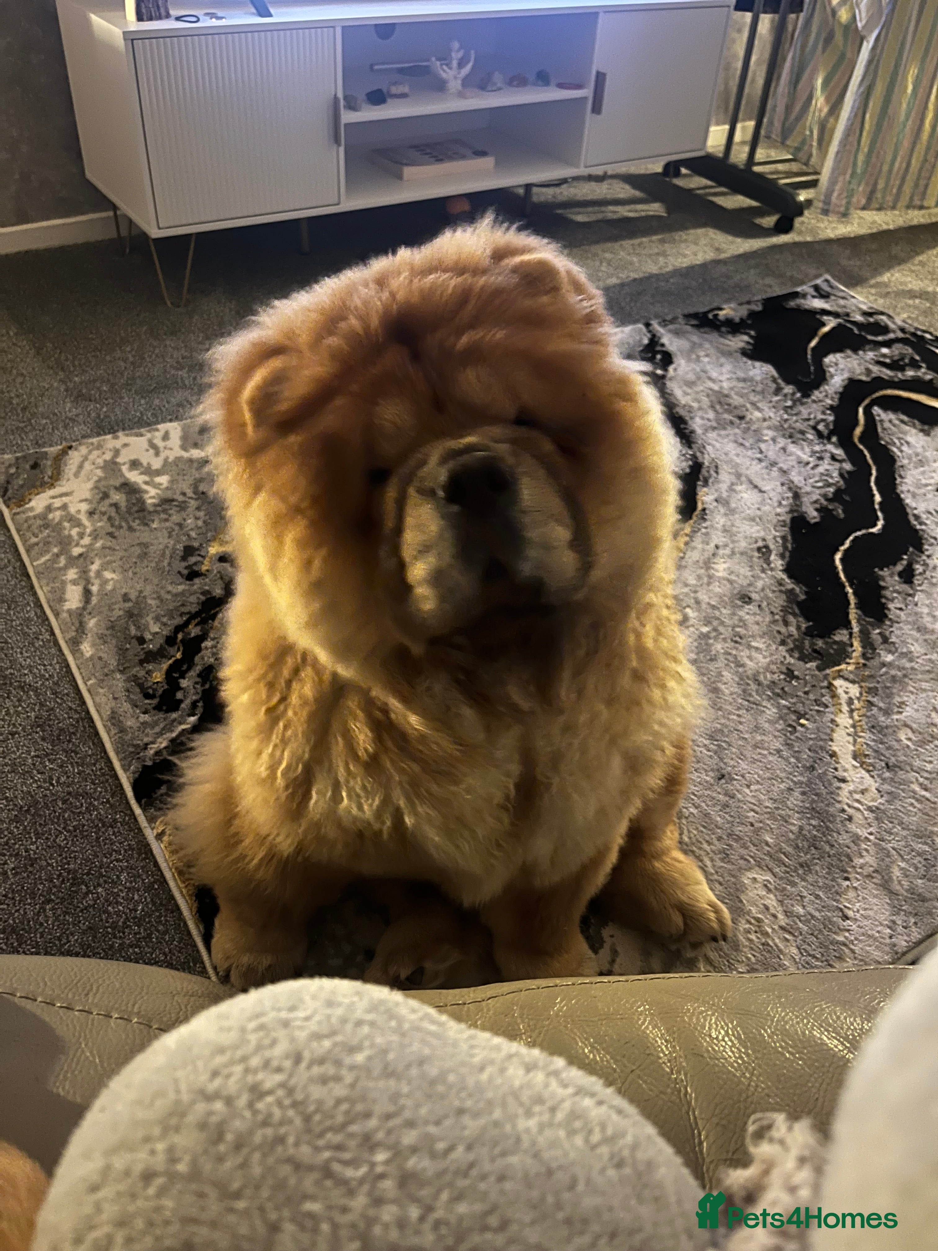 Chow Chow dogs Female chow chow  - Advert 1