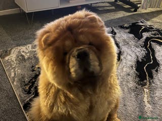 Chow Chow dogs Female chow chow - Advert 1