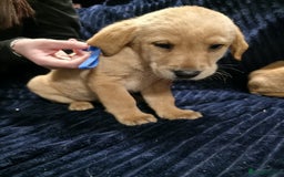 Labrador Retriever dogs for sale: Golden Labrador puppies  - Image 24