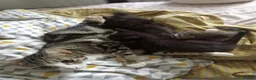 Mixed Breed cats for sale: Mix breed kittens  in Margate - Advert 9
