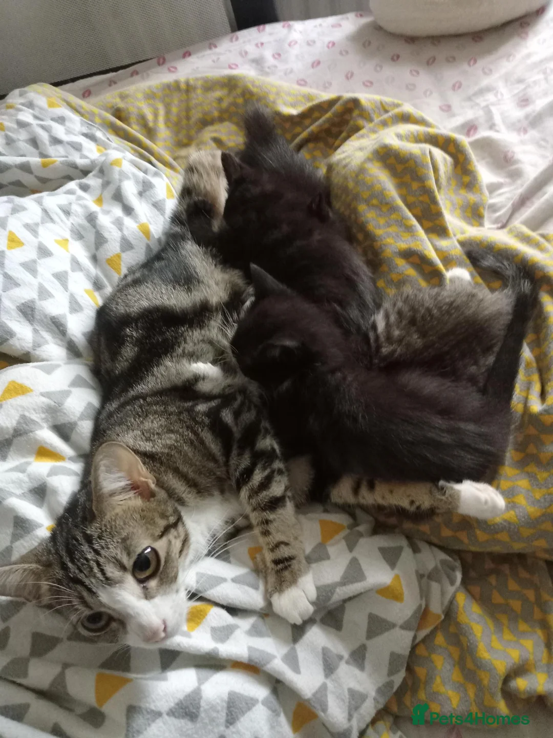 Mixed Breed cats for sale: Mix breed kittens  in Margate - Advert 9