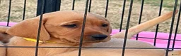 Labrador Retriever dogs for sale: SUPERB, HEALTHY, CHUNKY, FAMILY RAISED LABRADORS  - Advert 8