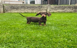 Miniature Dachshund dogs for sale: Miniature Dachshund Boys and Girls - Image 14