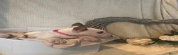 English Bull Terrier dogs for sale: KC Registered English Bull Terrier Female  - Advert 7