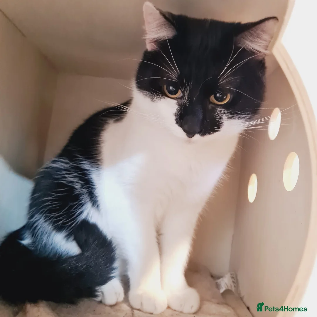 Mixed Breed cats for adoption: 🐾 VIVU 🐾 - a Lovely Cat for a Loving Home - Advert 4