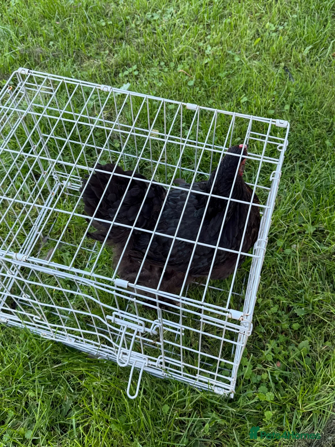 Chickens poultry for sale: Pair of brahmas - Advert 2
