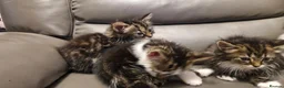Mixed Breed cats for sale: 4 beautiful kittens  - Advert 3
