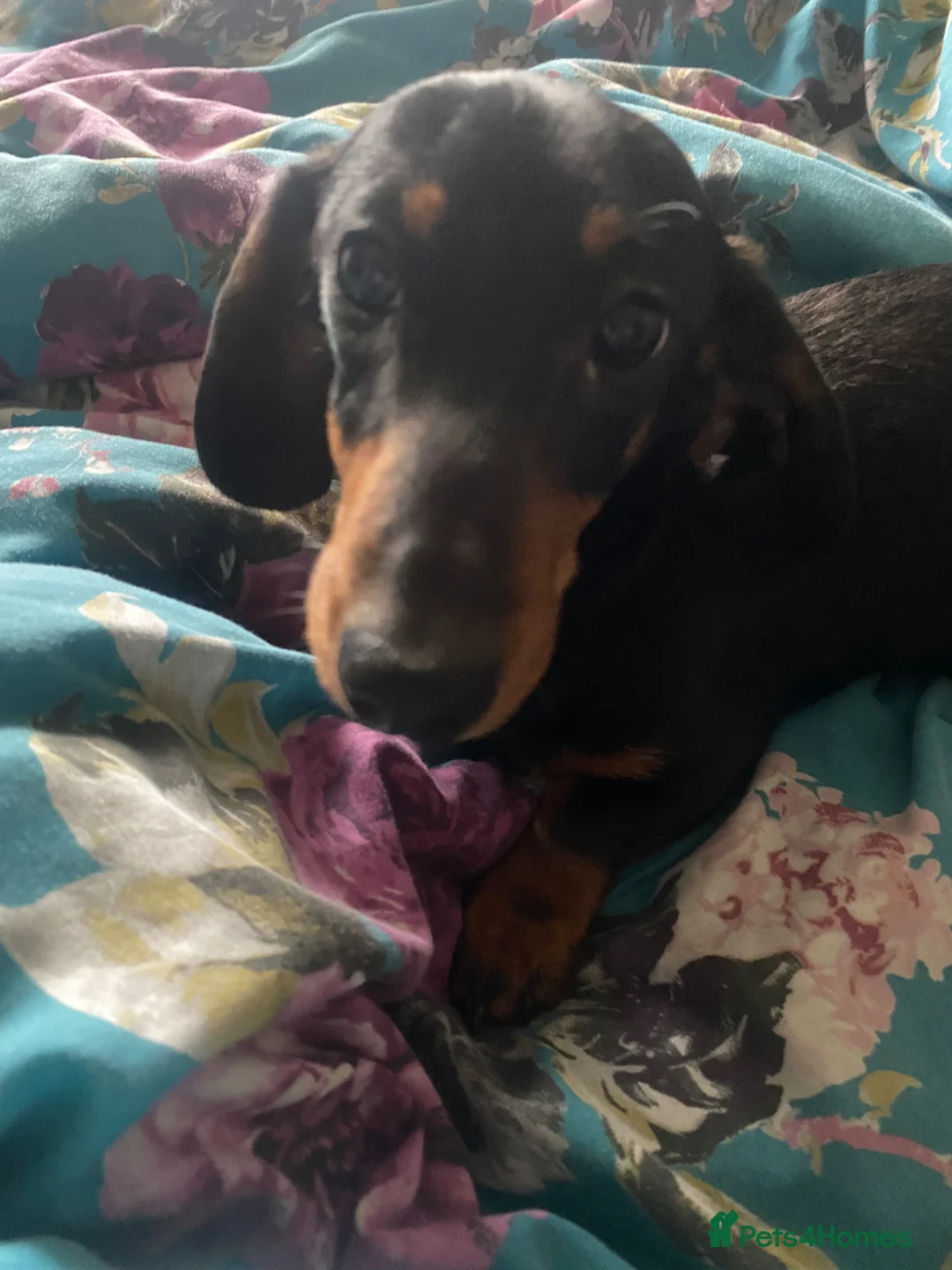Miniature Dachshund dogs for sale: Miniature tan and black dachshund female  - Advert 6