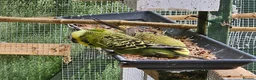 Budgerigars birds for sale: exhibition Budgies, - Advert 8