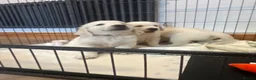 Golden Retriever dogs for sale: KC Old English Cream Golden Retrievers - Advert 9