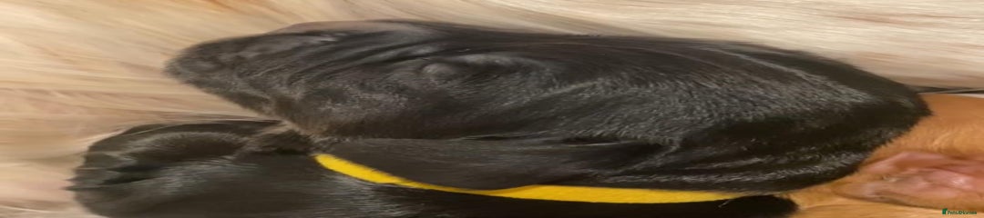 Cocker Spaniel Yellow