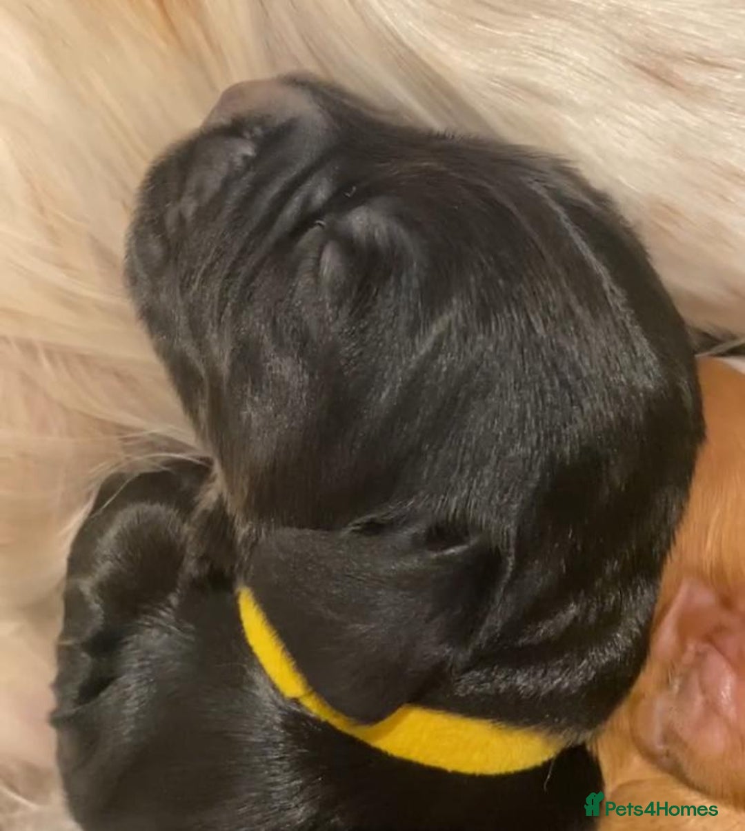 Cocker Spaniel dogs for sale: Working Cocker Spaniel Puppies - Advert 12