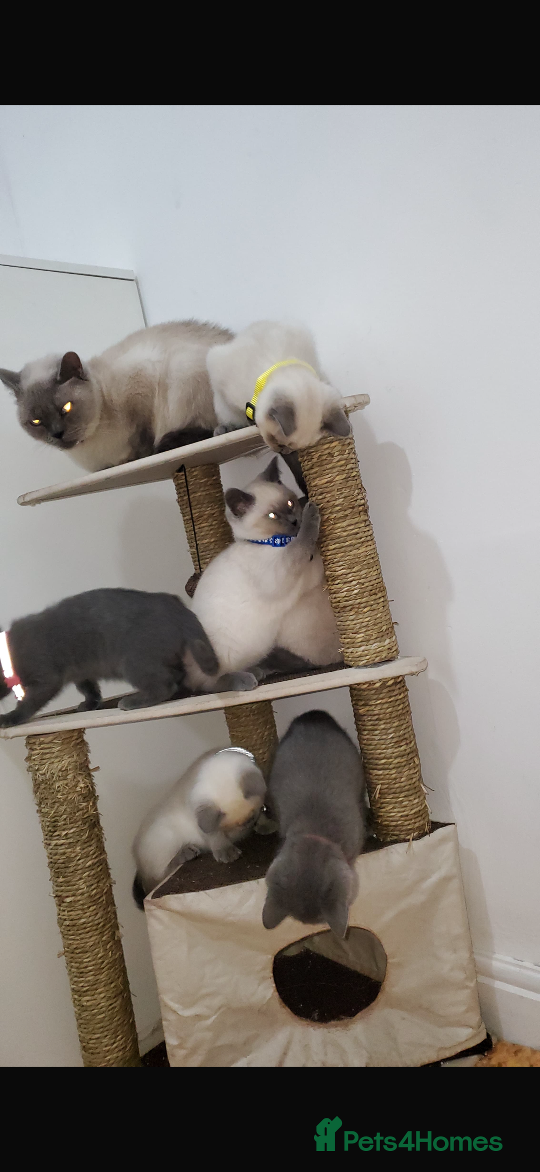 British Shorthair cats for sale: British shorthairs for sale - Advert 7