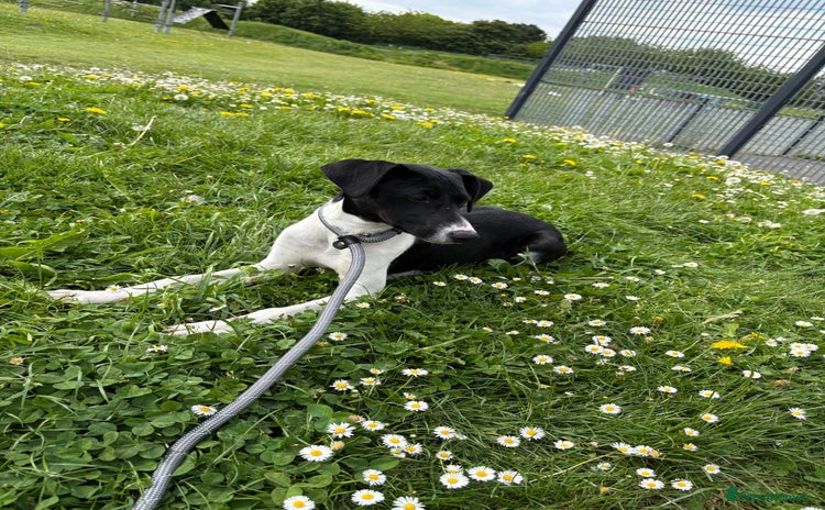 Mixed Breed dogs - Advert 13